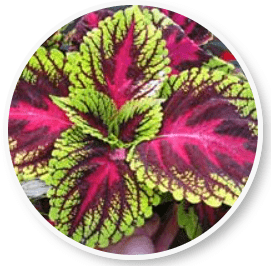Beliv Coleus Forskohlii extract - natural weight loss supplement for healthy metabolism